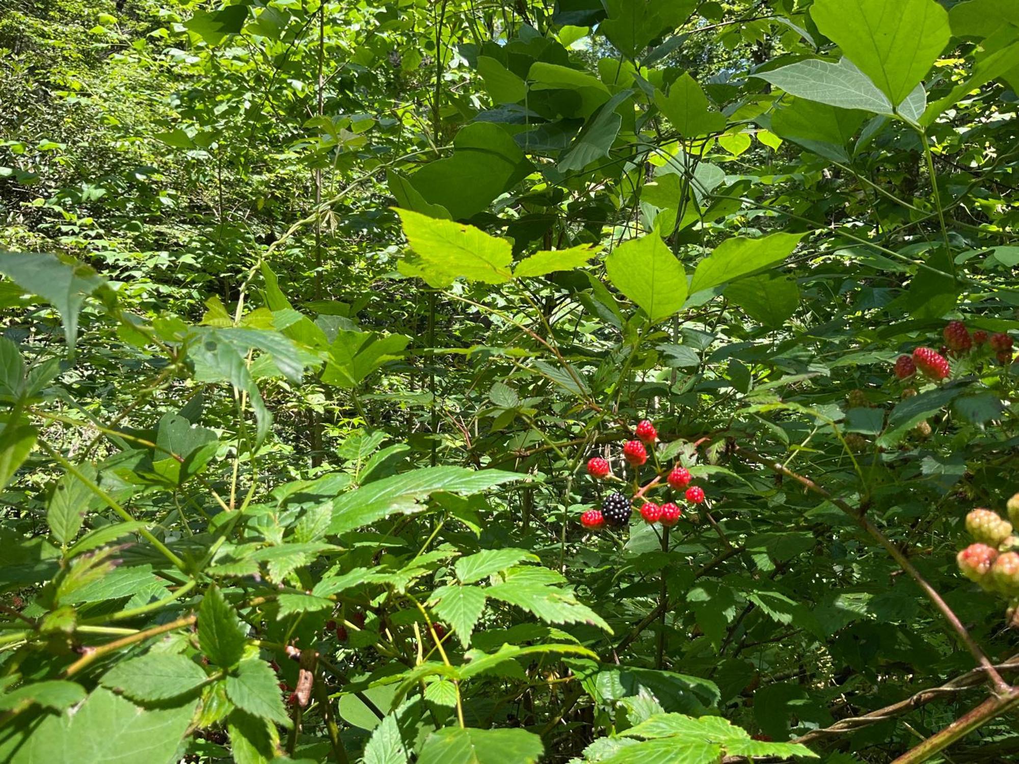 Tallulah Gorge Retreat Lakemont Екстер'єр фото