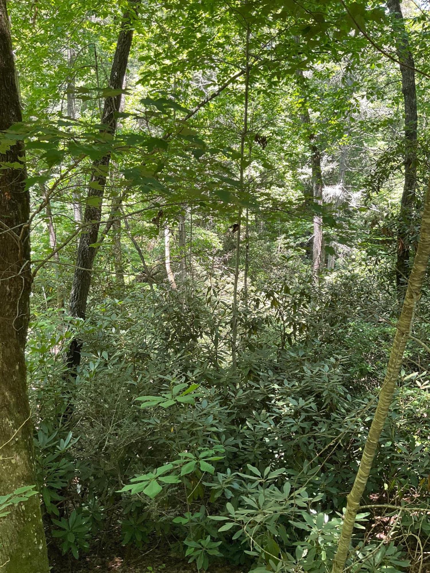 Tallulah Gorge Retreat Lakemont Екстер'єр фото